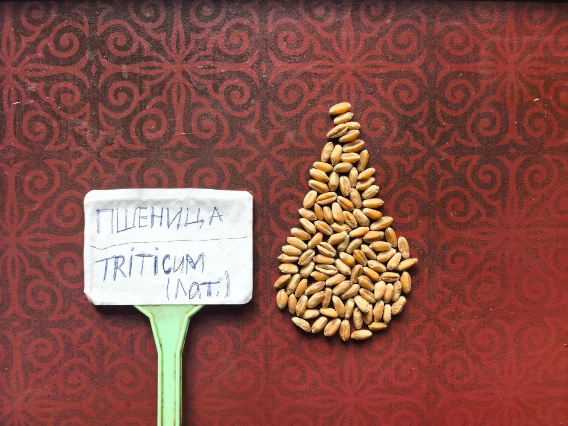 Пшеница отборная